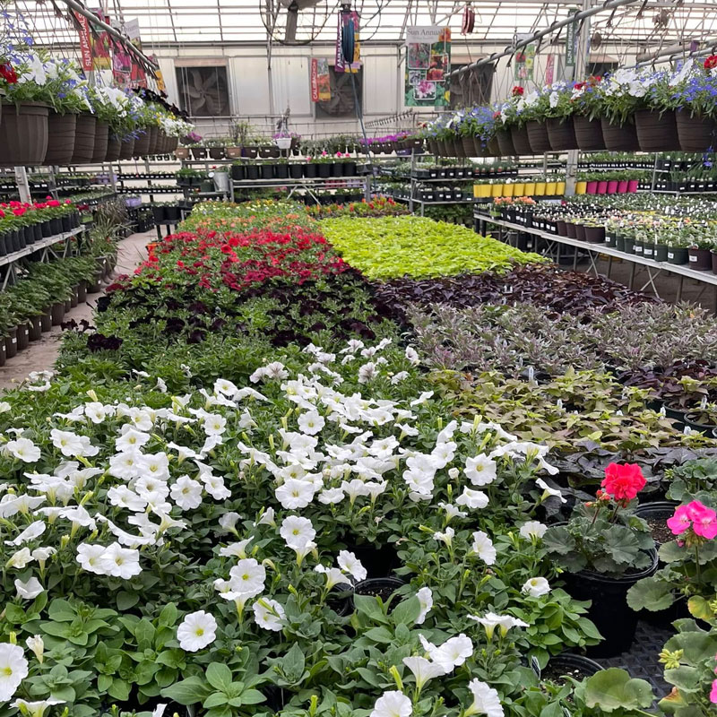 greenhouse featuring various flowers, hanging baskets and more from Coulter Gardens in Amarillo, TX