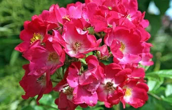 closeup of brightly colored flower from Coulter Gardens in Amarillo, TX